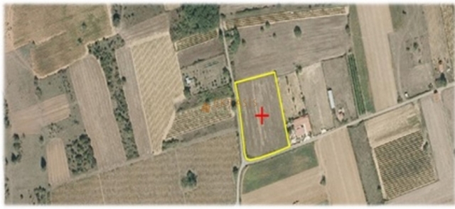 (For Sale) Land Agricultural Land  || Arkadia/Tripoli - 6.200 Sq.m, 30.000€ 
