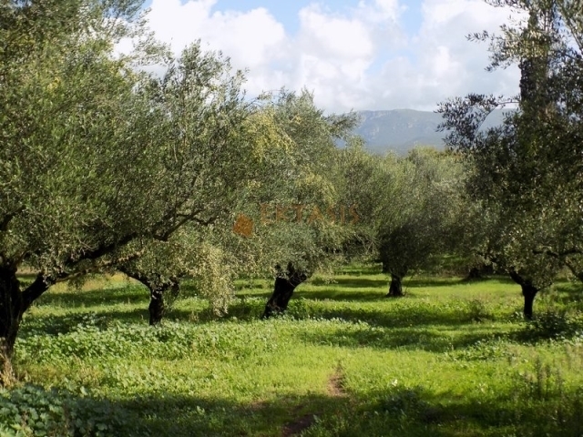 (For Sale) Land Agricultural Land  || Messinia/Meligalas - 50.000 Sq.m, 550.000€ 