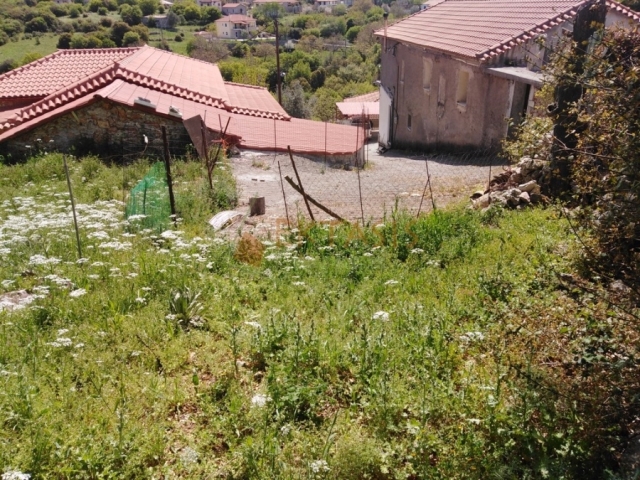 (For Sale) Land Agricultural Land  || Arkadia/Trikolonio - 10.300 Sq.m, 55.000€ 