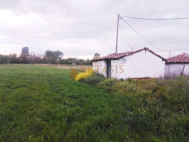 (For Sale) Land Agricultural Land  || Arkadia/Tegea - 5.000 Sq.m, 35.000€ 