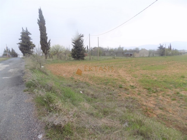 (For Sale) Land Agricultural Land  || Arkadia/Tripoli - 11.600 Sq.m, 52.000€ 