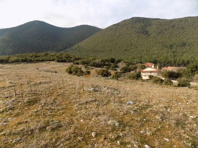 (Προς Πώληση) Αξιοποιήσιμη Γη Αγροτεμάχιο || Ν. Αρκαδίας/Λεβίδι - 5.400 τ.μ, 45.000€ 