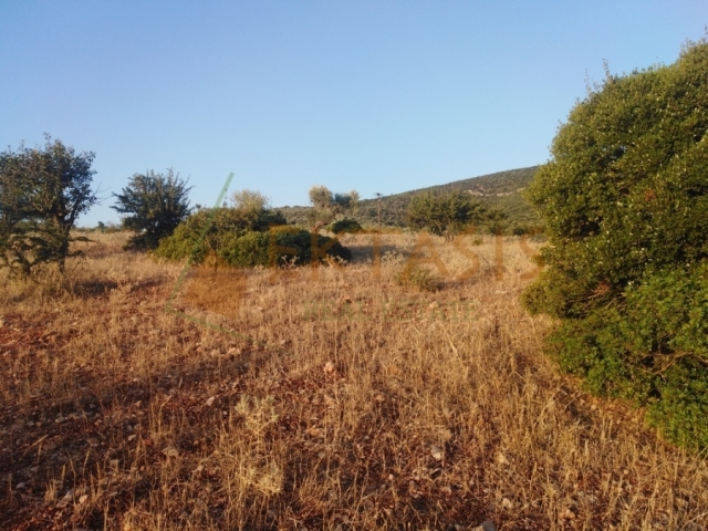 (Προς Πώληση) Αξιοποιήσιμη Γη Αγροτεμάχιο || Ν. Αρκαδίας/Βόρεια Κυνουρία - 80.300 τ.μ, 150.000€ 