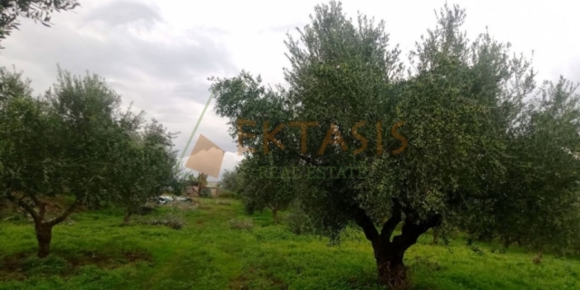 (For Sale) Land Agricultural Land  || Messinia/Nestoras - 55.000 Sq.m, 350.000€ 