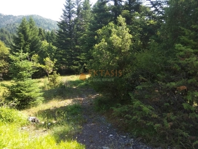 (For Sale) Land Large Land  || Arkadia/Vytina - 10.800 Sq.m, 230.000€ 