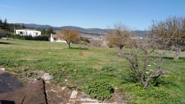 (For Sale) Land Agricultural Land  || Arkadia/Tripoli - 5.000 Sq.m, 85.000€ 