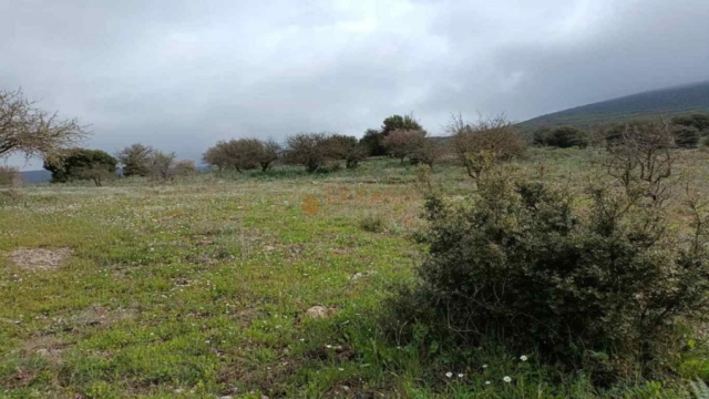 (For Sale) Land Agricultural Land  || Arkadia/Valtetsi - 13.200 Sq.m, 65.000€ 