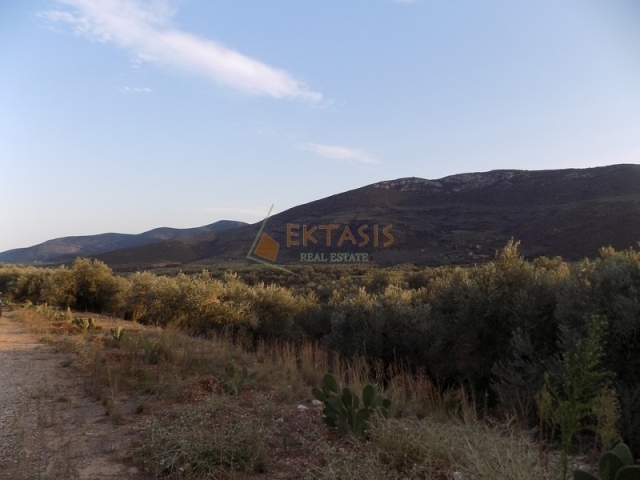 (For Sale) Land Agricultural Land  || Arkadia/North Kynouria - 10.000 Sq.m, 55.000€ 