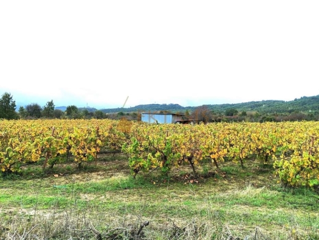 (For Sale) Land Agricultural Land  || Arkadia/Valtetsi - 27.500 Sq.m, 330.000€ 