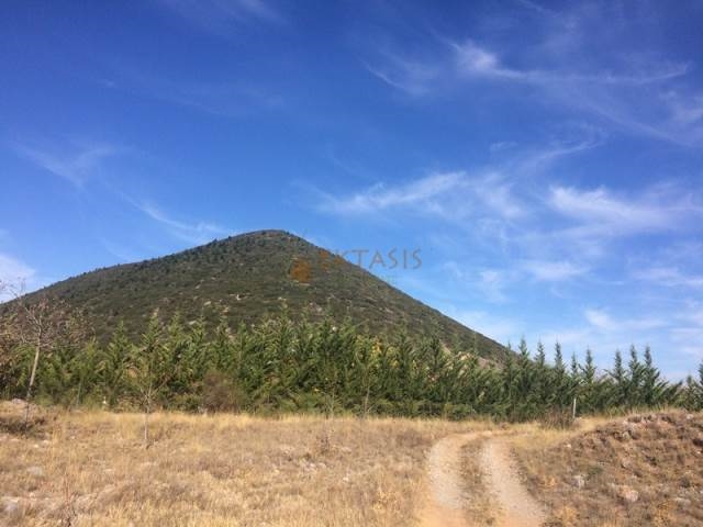 (For Sale) Land Agricultural Land  || Arkadia/Levidi - 41.500 Sq.m, 415.000€ 