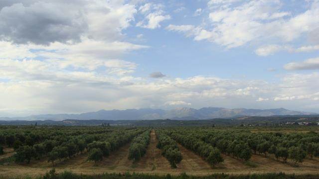 (Προς Πώληση) Αξιοποιήσιμη Γη Αγροτεμάχιο || Ν. Λακωνίας/Ασωπός - 240.000 τ.μ, 2.500.000€ 