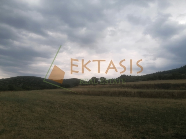 (For Sale) Land Large Land  || Arkadia/Levidi - 276.000 Sq.m, 580.000€ 