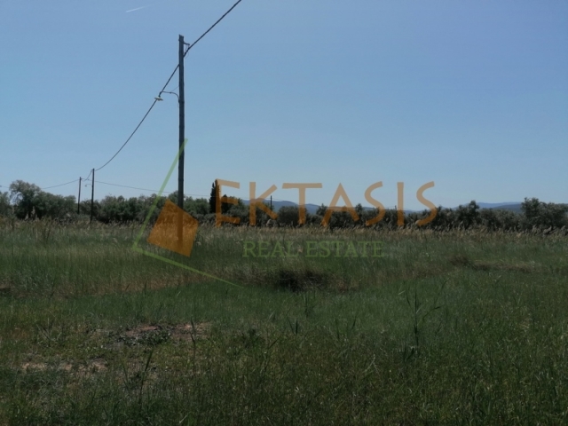 (For Sale) Land Agricultural Land  || Arkadia/North Kynouria - 5.100 Sq.m, 175.000€ 